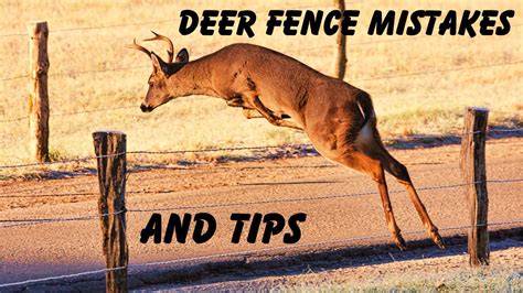 5 Common Deer Fence Mistakes And How I Easily Fixed Them Youtube