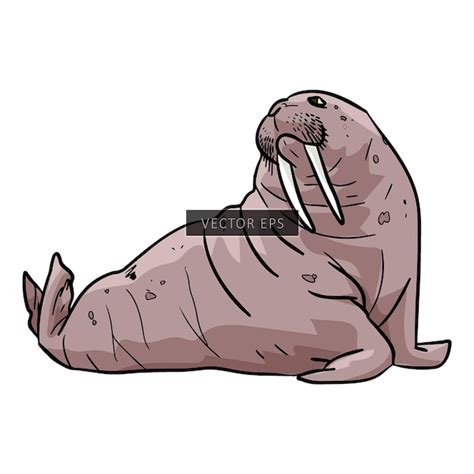 Premium Vector Walrus Mammal Wild Animal Vector Illustration