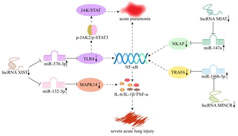 Cells Free Full Text Role Of Long Noncoding Rnas In The Regulation