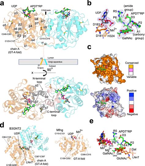 Crystal Structure Of Dmc Galt S Q In A Ternary Complex With