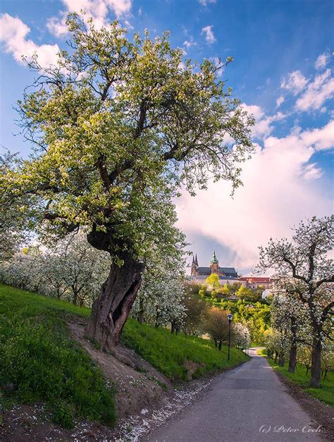 Solve Jaro na Petříně Praha Spring on Petřín Hill Prague jigsaw