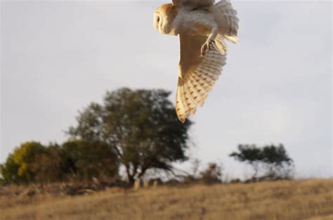 Raptor Rehabilitation, Reunite and Release Project | Indiegogo