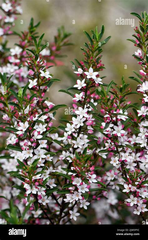 White Flowers And Pink Buds Of The Australian Native Long Leaf