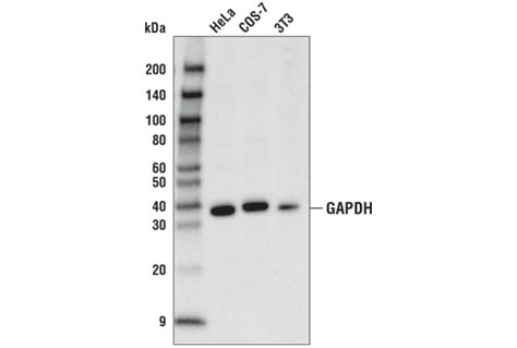 GAPDH D4C6R Mouse MAb HRP Conjugate Cell Signaling Technology