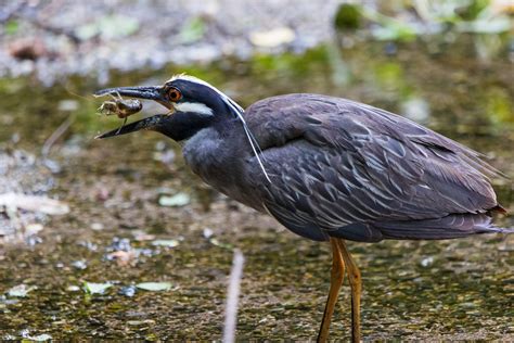 Yellow-crowned Night-Heron catching a Crawfish : birds
