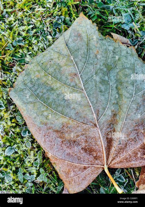 Frozen Autumn Leaf With Frost Ice As The Seasons Change From Autumn To