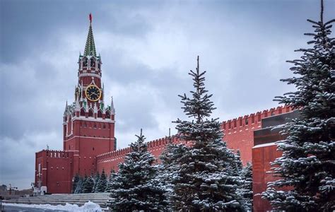 Новогодние растения: ель голубая! | Пикабу