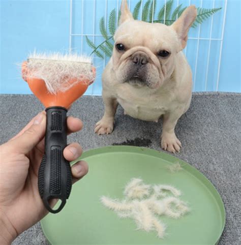 Do French Bulldogs Shed A Lot You Need To Know Frenchie Complex