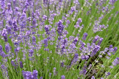 Catmint Vs Lavender Whats The Difference A Z Animals