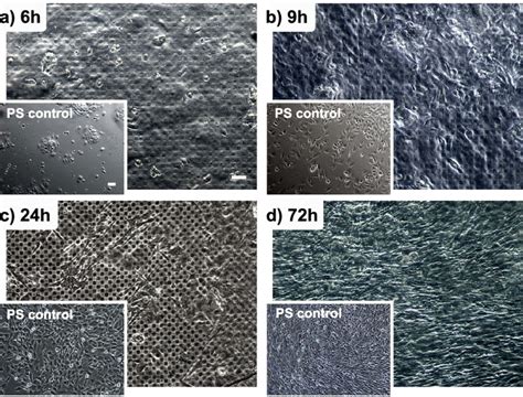 Optical micrograph of C2C12 cells (mouse myoblast cell line) cultured... | Download Scientific ...