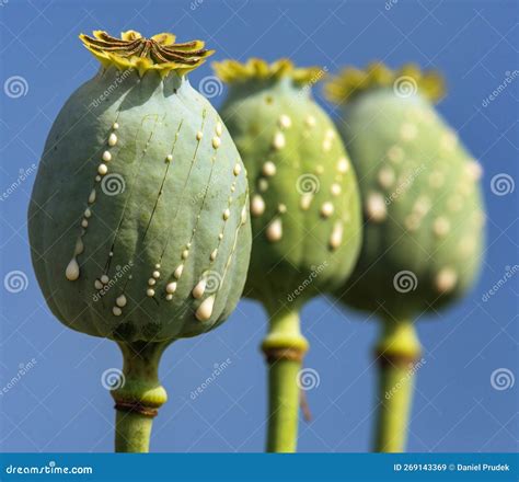 Opium Poppy Heads Papaver Somniferum Drops Milk Latex Stock Image