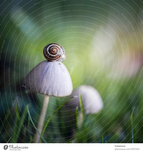 Noch Ein Pilz Schnecke Auf Pilz Ein Lizenzfreies Stock Foto Von