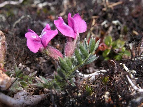 Oxytropis gorodkovii - Изображение особи - Плантариум