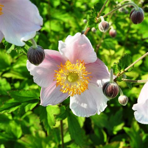 Herbstanemone Anemone Tomentosa Robustissima Zulauf Gartencenter