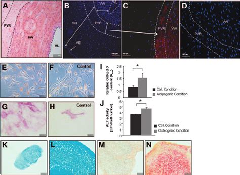 Immunolocalization Of Cd146 In Human Umbilical Cord And Multilineage