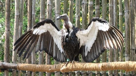 Oriental White Backed Vultures Fly To Survival The Earthview