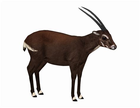 Saola