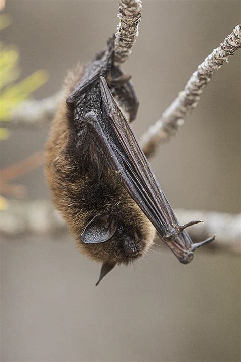 Science Spotlight: Bat Monitoring at EALT — Edmonton & Area Land Trust