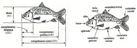 Curso Antherotec 1 Unidade Anatomia Dos Peixes Antherotec