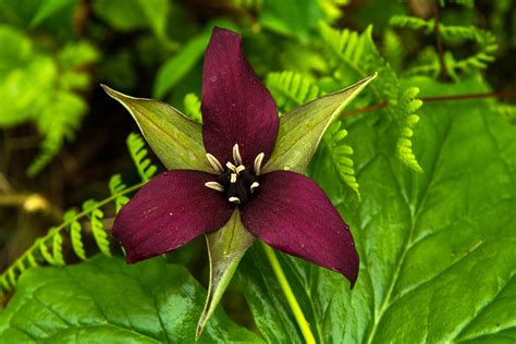 Native Woodland Flowers What Are Some Common Woodland Plants