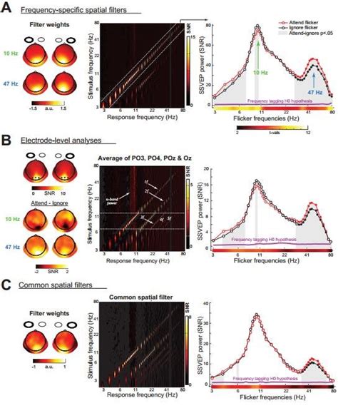 Summary Of EEG Results A SSVEP Responses Isolated Using