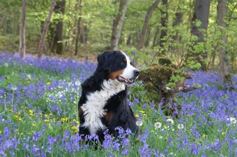 Free Images Forest Wood Meadow Flower Spring Purple Flowers