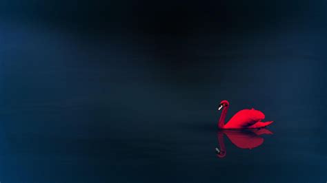 Red Swan Animals Swan Hd Wallpaper Wallpaper Flare