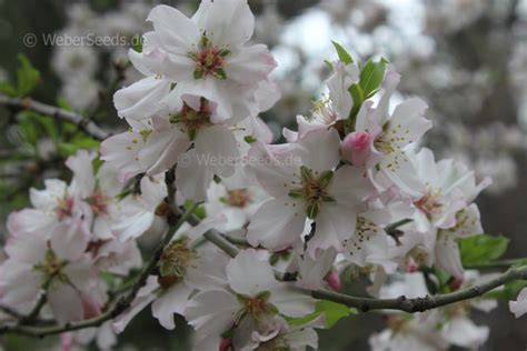 Amygdalus communis, Prunus dulcis, Almond - Seeds - plants - dried herbs