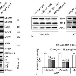 Analysis Of Selected Mitochondrial Proteins Revealed Minor Changes In