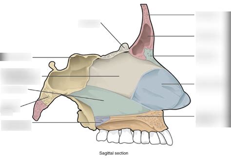 nasal septum Diagram | Quizlet