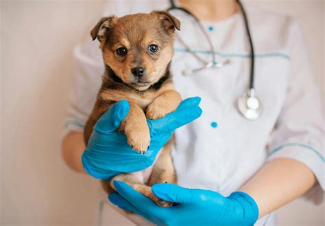 【獣医師監修】犬のうんちの回数・形状・臭いや見た目などからわかることは？考えられる健康状態や病気のサインについて解説ワンクォール