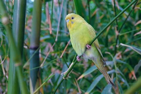 Yellow parrot stock image. Image of vivid, nature, close - 135386569