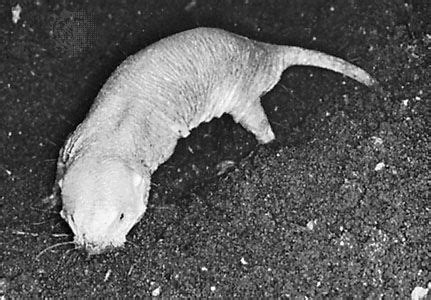 Naked Mole Rat Burrow Incisor Facts Description Britannica