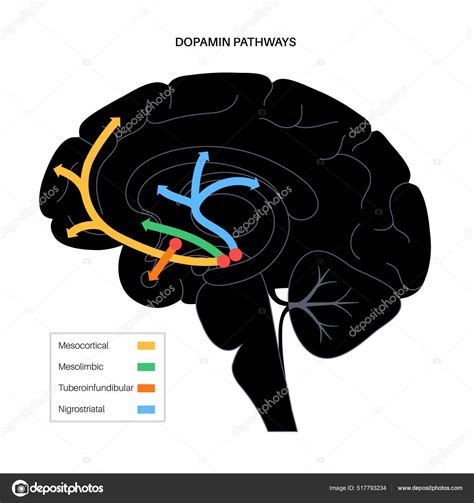 Concept De Voie Dopaminergique Image Vectorielle Par Pikovit © Illustration 517793234