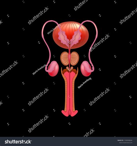 Vector Illustration Male Reproductive System Anatomy Stock Vektor Royaltyfri 1330998644