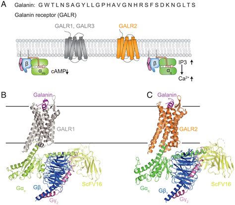 Structural Insights Into Galanin Receptor Signaling Pnas