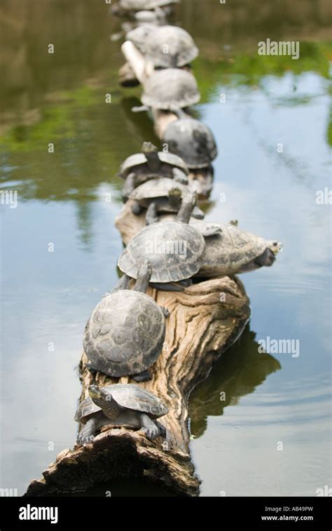 Turtles Sunning On Log In Pond Stock Photo Alamy