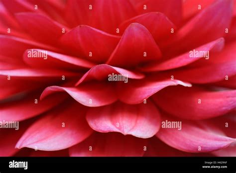 Dahlia Variabilis Hi Res Stock Photography And Images Alamy