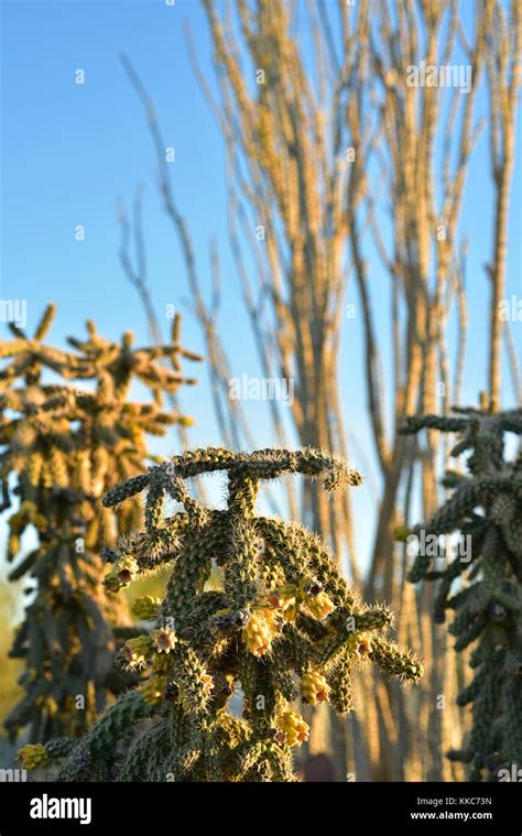 desert cactus plants Stock Photo - Alamy