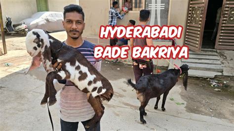 Hyderabadi Bade Bakriya Available In Hyderabad Hyderabadi Goat Kid In