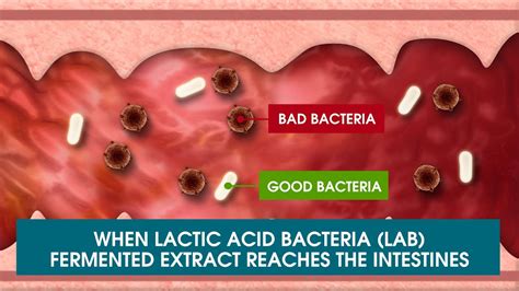 Lactic Acid Bacteria I Biogenics 16 YouTube