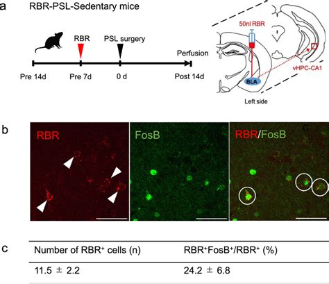 Activation Of Neurons Projecting From The Vhpc Ca1 To The Bla In