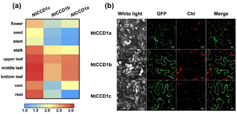 Expression Pattern And Subcellular Location Of NtCCD1s A Heat Map