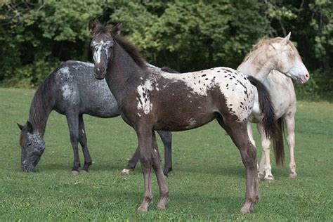 15 Spotted Horse Breeds You Should Know Seriously Equestrian