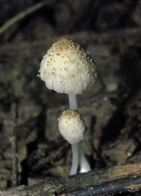 Coprinellus Sect Domestici From Acala Chis M Xico On June