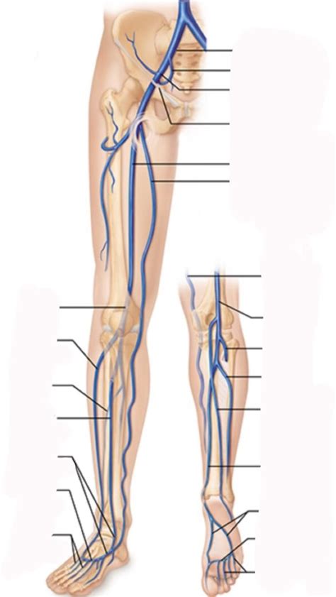 Anatomy veins 1 Diagram | Quizlet