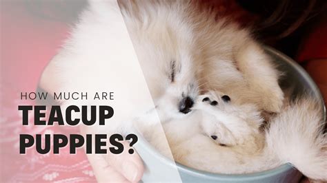 Are Teacup Puppies Ethical