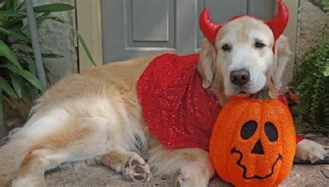 12 Costumes That Prove Golden Retrievers Always Win At Halloween