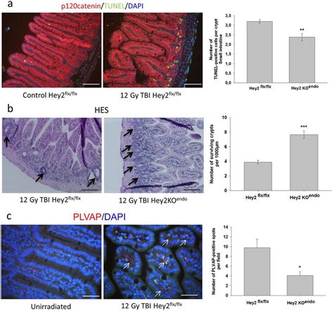 Conditional Hey Deletion In The Endothelium Protects Epithelial Stem