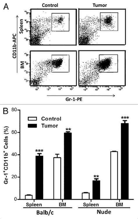 Gr 1 CD11b Cells Expand During Cancer Progression In Nude Mice As